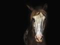 horse-3198112_1280
