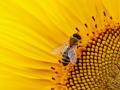 Balade à la découverte des plantes sauvages et comestibles