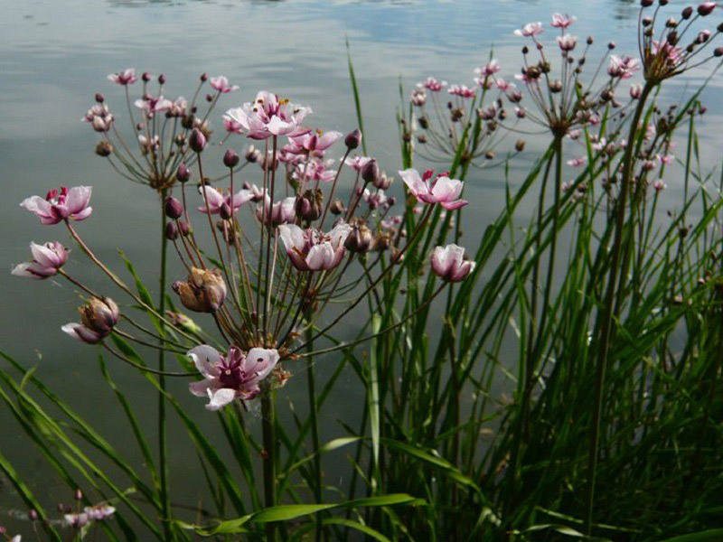 jonc fleuri sur l'aure - ©© Eolia jonc fleuri sur l'aure - ©© Eolia