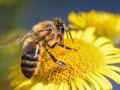 la-danse-des-abeilles
