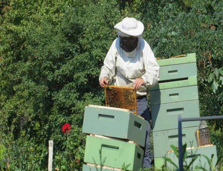la récolte du miel en Suisse Normande