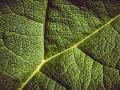 leaf-3504797_1280