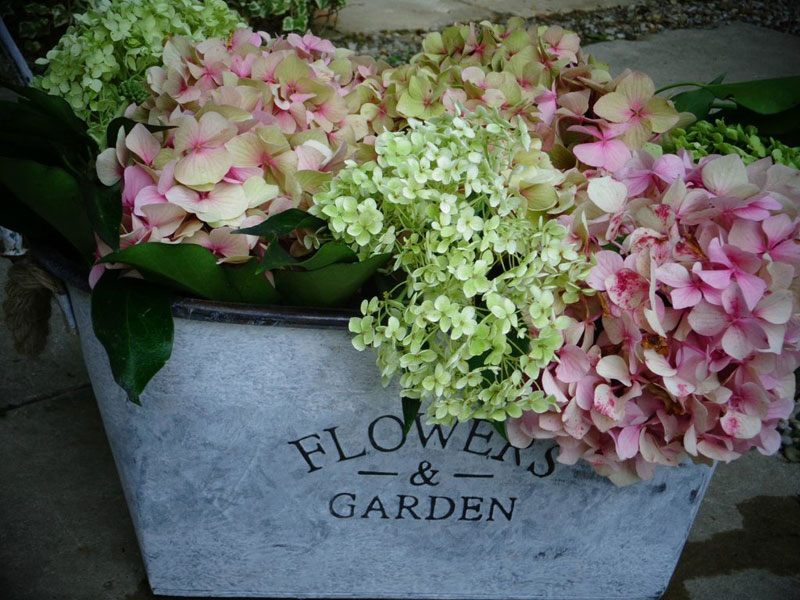malposte-hortensias-reviers - ©La Malposte - Maison d'hôtes - Reviers malposte-hortensias-reviers - ©La Malposte - Maison d'hôtes - Reviers