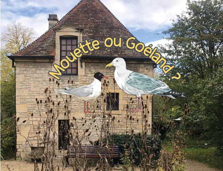 mouette-ou-goeland