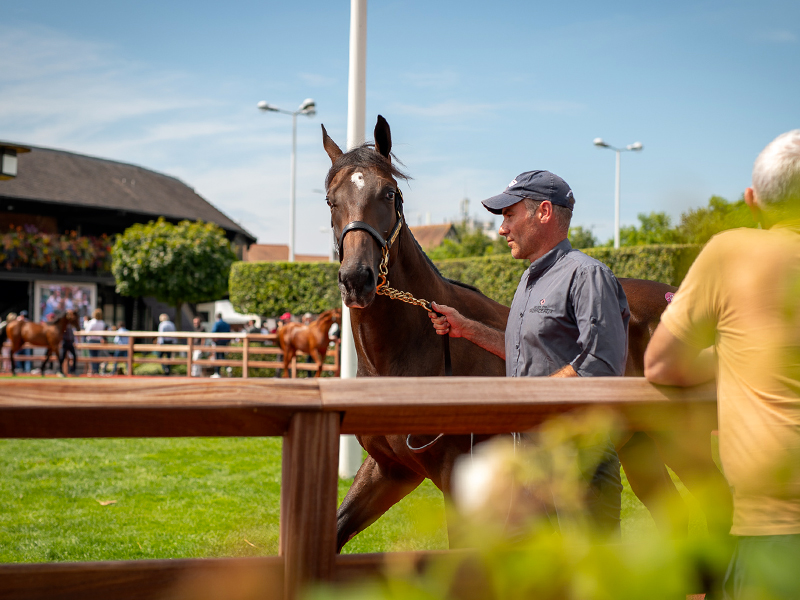 Vente aux enchères de chevaux de trot : Ventes de yearlings sélectionnés