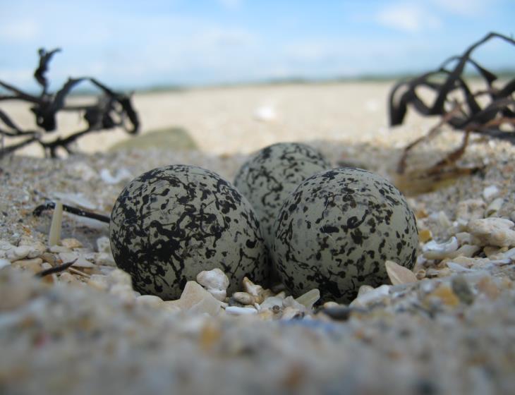 Des gravelots sur nos plages à Merville-Franceville-Plage