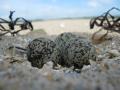 Des gravelots sur nos plages à Merville-Franceville-Plage