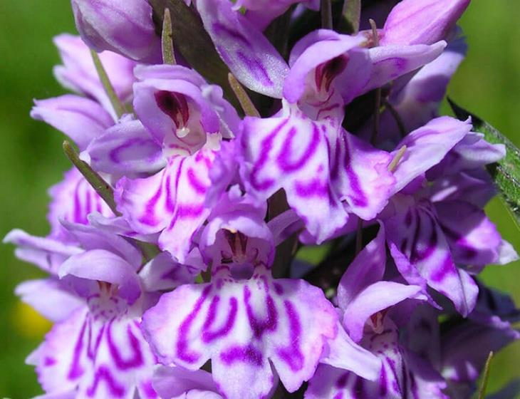 orchidee sauvage - Jason Fiant