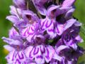 orchidee sauvage - Jason Fiant