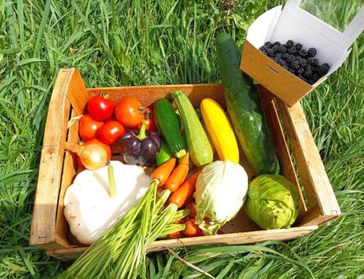 panier-de-legumes - Les potagers de Louis et Josephine - Douville-en-Auge