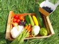 panier-de-legumes - Les potagers de Louis et Josephine - Douville-en-Auge