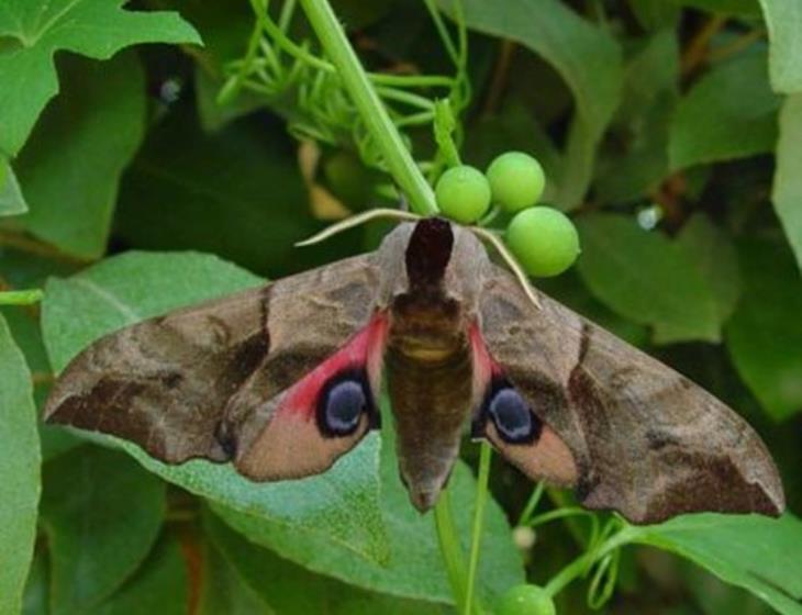 papillon de nuit