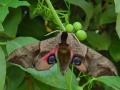 papillon de nuit