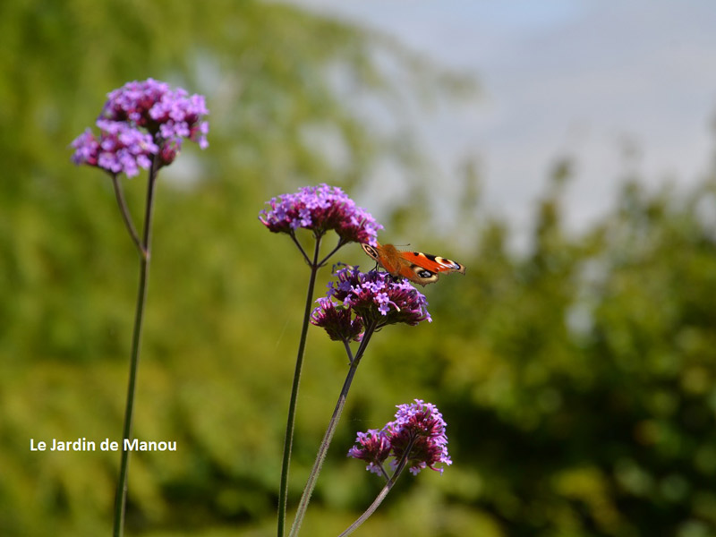 papillons-jardin-manou - ©Jardin de Manou à Percy en Auge papillons-jardin-manou - ©Jardin de Manou à Percy en Auge