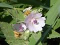Fleur de guimauve - Plantes médicinales