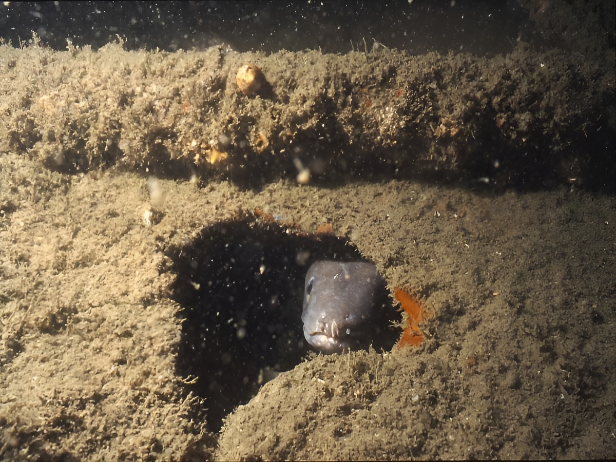 plongee-peche - ©© M. Godard plongee-peche - ©© M. Godard