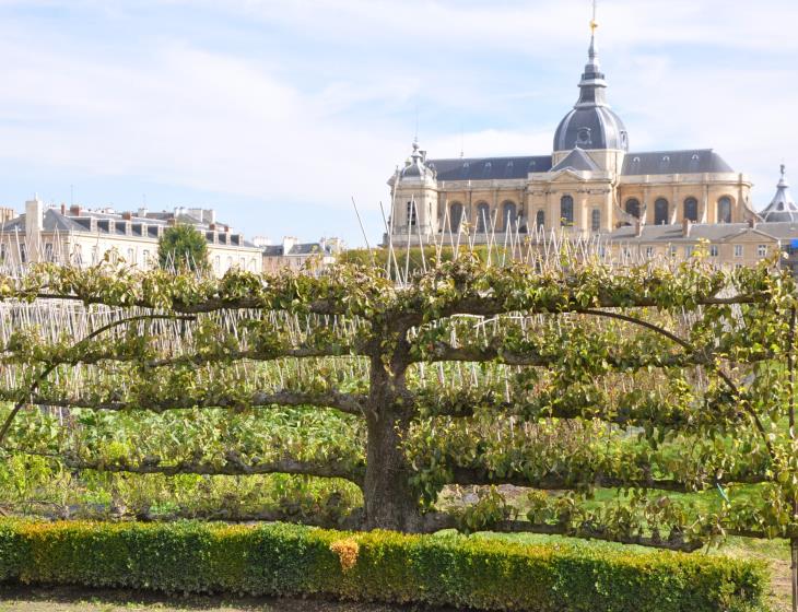 poirer-palmette-horizontale-a-cinq-etages,-potager-du-roi,-versailles