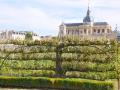 poirer-palmette-horizontale-a-cinq-etages,-potager-du-roi,-versailles