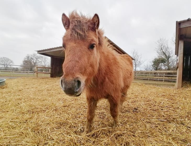 poney club