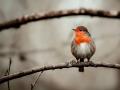 robin-6906521_1280