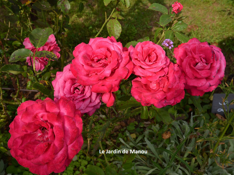 roses-jardin-manou - ©Jardin de Manour Percy en Auge roses-jardin-manou - ©Jardin de Manour Percy en Auge