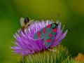 six-spot-burnet-moth-ge6a7c36ae_640