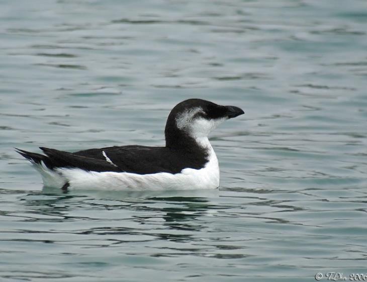 Oiseaux des ports à Ouistreham. Pingouin torda (Alca torda)