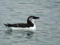 Oiseaux des ports à Ouistreham. Pingouin torda (Alca torda)