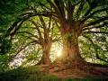 trees-3822149_1280