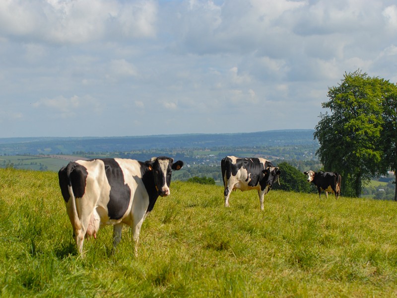 vaches panorama Bocage Normand copier - ©OT Bocage Normand vaches panorama Bocage Normand copier - ©OT Bocage Normand
