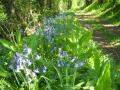 vallee de l'ajon - fleurs violettes