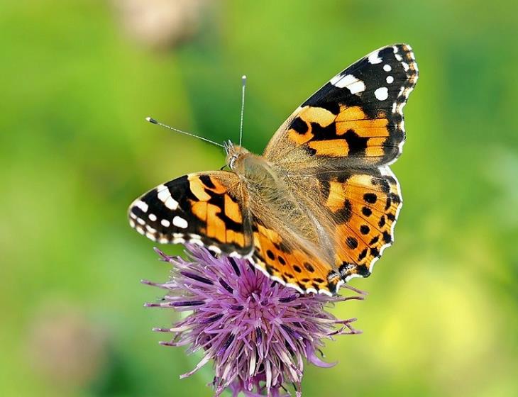 vanessa-cardui-papillon