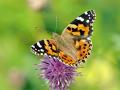vanessa-cardui-papillon