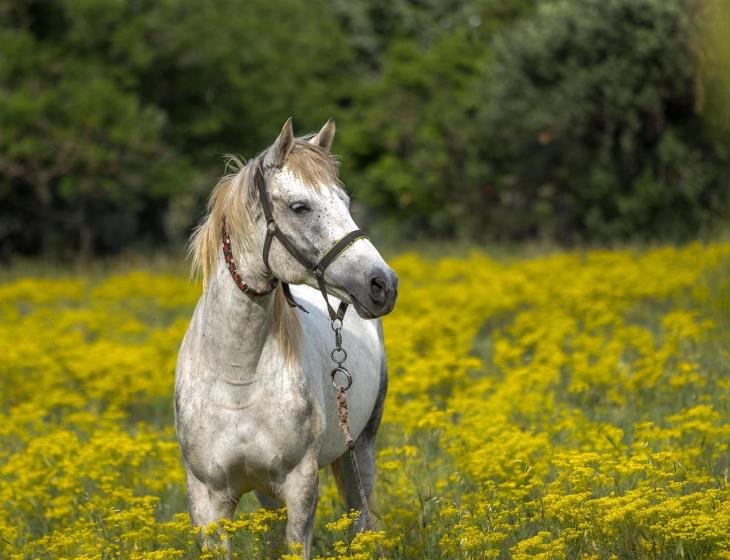 white-horse-3419146_1280