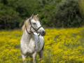 white-horse-3419146_1280